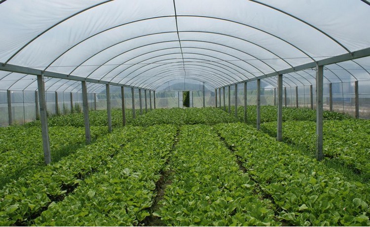 西昌溫室大棚客戶見(jiàn)證 西昌溫室大棚客戶見(jiàn)證